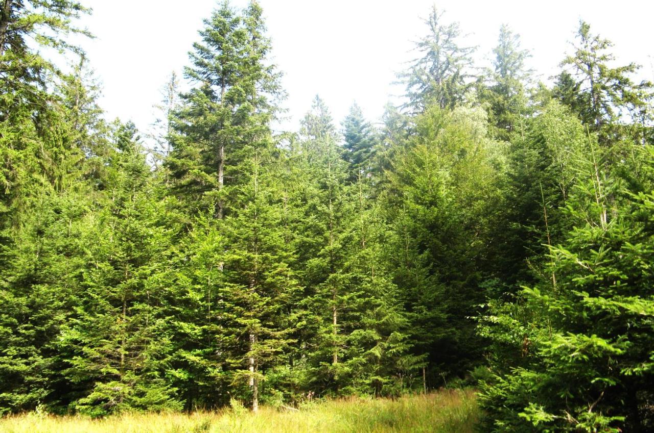 Ferienwohnung Schwarzwald Oase Kniebis Exterior foto